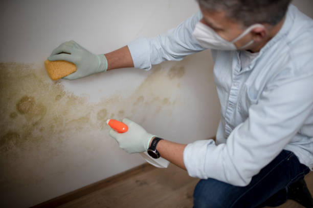 Best Residential Mold Remediation in Jacksboro, TN